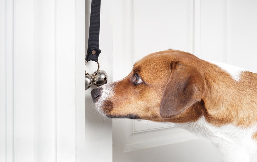 Dog ringing the potty bell to go outside