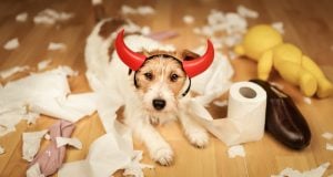 Ease Dog Anxiety on Halloween Featured Image