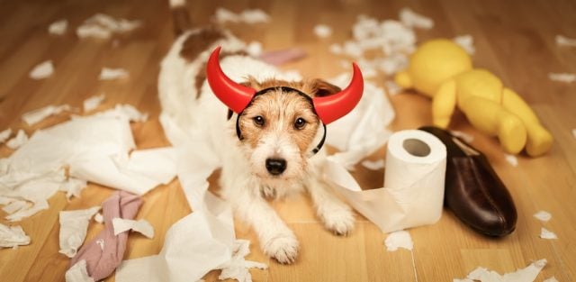 Ease Dog Anxiety on Halloween Featured Image