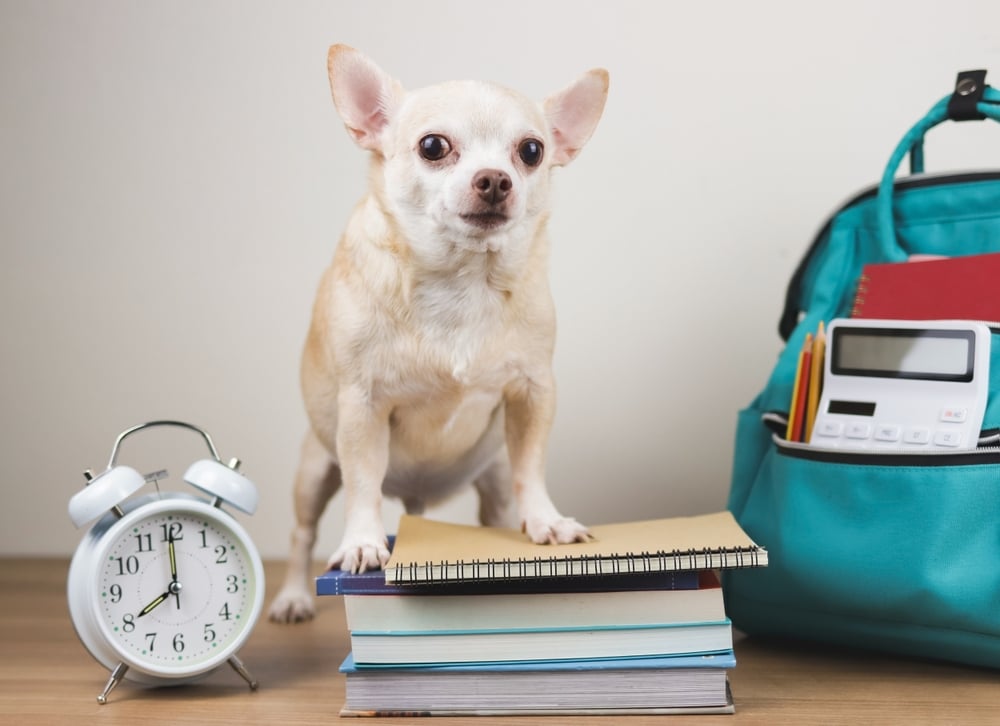 Dog and Back to School: A Chihuahua sitting on top of school notebooks, with a school bag and alarm clock on each sides