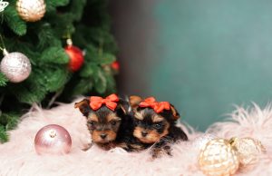 Puppy’s First Christmas: 6 Tips For a Safe & Joyful Holiday Puppy's First Christmas Featured Image