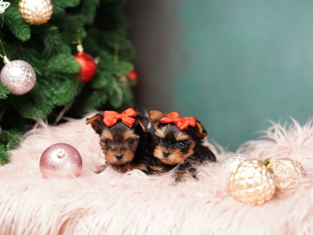 Puppy's First Christmas Featured Image