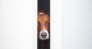 Build Confidence in Dogs: Weekly Training Plan for Pet Owners How to Build Confidence in Dogs Featured Image