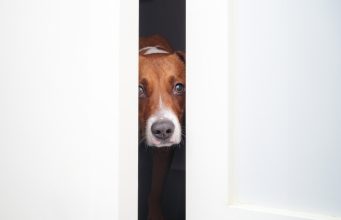 Build Confidence in Dogs: Weekly Training Plan for Pet Owners How to Build Confidence in Dogs Featured Image