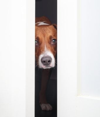 Build Confidence in Dogs: Weekly Training Plan for Pet Owners How to Build Confidence in Dogs Featured Image