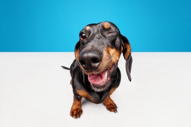Happy,,Positive,,Laughing,Purebred,Dog,,Black,Dachshund,With,Tongue,Sticking Funny dog breeds featured image