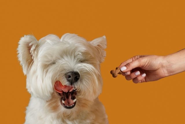 Food Allergies in Dogs Featured Image