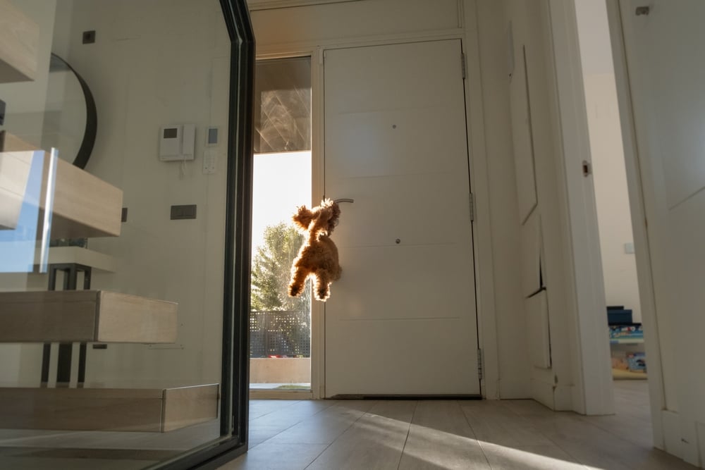 Small dog impatient to bolt outside