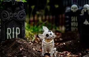 Dog-safe Halloween party decoration