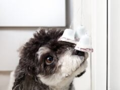 How to Train a Dog to Use a Bell for Potty Breaks (Step-by-Step Guide) How to Train a Dog to Use a Bell for Potty Breaks Featured Image