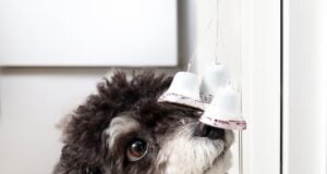 How to Train a Dog to Use a Bell for Potty Breaks (Step-by-Step Guide) How to Train a Dog to Use a Bell for Potty Breaks Featured Image