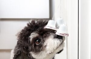 How to Train a Dog to Use a Bell for Potty Breaks (Step-by-Step Guide) How to Train a Dog to Use a Bell for Potty Breaks Featured Image