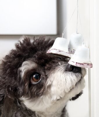 How to Train a Dog to Use a Bell for Potty Breaks (Step-by-Step Guide) How to Train a Dog to Use a Bell for Potty Breaks Featured Image