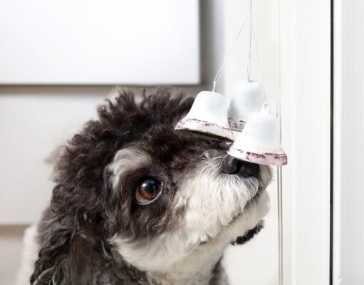How to Train a Dog to Use a Bell for Potty Breaks (Step-by-Step Guide) How to Train a Dog to Use a Bell for Potty Breaks Featured Image