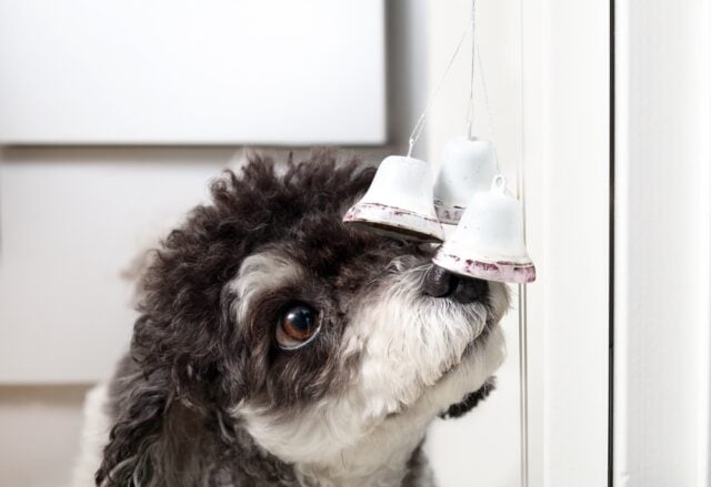 How to Train a Dog to Use a Bell for Potty Breaks Featured Image How to Train a Dog to Use a Bell for Potty Breaks Featured Image