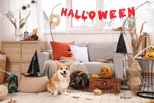 Dog-Safe Halloween Party Featured Image