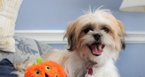 Best Halloween Toys for Dogs Featured Image