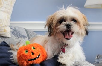 10 Best Halloween Toys For Dogs This Spooky Season Best Halloween Toys for Dogs Featured Image