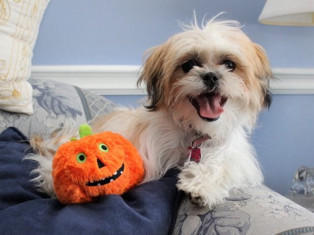 Fluffy,Dog,With,A,Pumpkin,Toy Best Halloween Toys for Dogs Featured Image