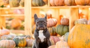 Visiting a Pumpkin Patch With Dogs: 12 Tips for a Fun Fall Adventure Visiting a Pumpkin Patch with Dogs featured Image