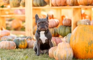 Visiting a Pumpkin Patch With Dogs: 12 Tips for a Fun Fall Adventure Visiting a Pumpkin Patch with Dogs featured Image