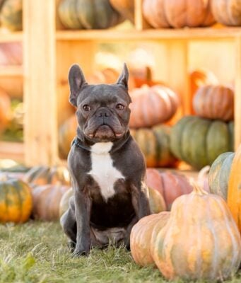 Visiting a Pumpkin Patch With Dogs: 12 Tips for a Fun Fall Adventure Visiting a Pumpkin Patch with Dogs featured Image