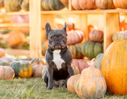 Visiting a Pumpkin Patch With Dogs: 12 Tips for a Fun Fall Adventure Visiting a Pumpkin Patch with Dogs featured Image
