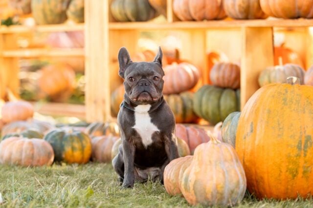 Visiting a Pumpkin Patch with Dogs featured Image