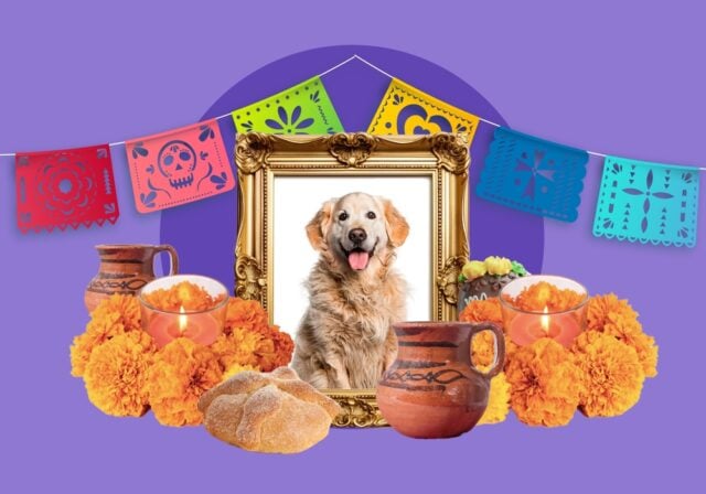 Dia de los Muertos and Dogs Featured Image Dia de los Muertos and Dogs Featured Image