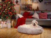 8 Ways to Create a Calm Space for Pets During Holidays How to Create a Calm Space for Pets During Holidays Featured Image