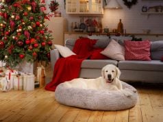 8 Ways to Create a Calm Space for Pets During Holidays How to Create a Calm Space for Pets During Holidays Featured Image