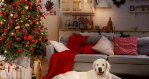 8 Ways to Create a Calm Space for Pets During Holidays How to Create a Calm Space for Pets During Holidays Featured Image