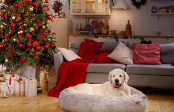 8 Ways to Create a Calm Space for Pets During Holidays How to Create a Calm Space for Pets During Holidays Featured Image