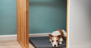 Dog Corner Ideas: 12 Fun & Functional Spaces for Your Pet! Dog Corner Ideas Featured Image