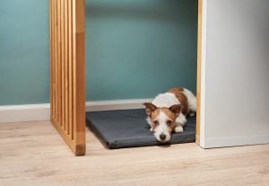 Create a Safe Space to Ease Dog Axiety on Halloween