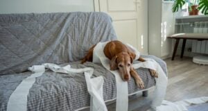 How to Keep Dogs Entertained While Home Alone How to Keep Dogs Entertained While Home Alone - Featured Image