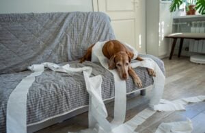 How to Keep Dogs Entertained While Home Alone How to Keep Dogs Entertained While Home Alone - Featured Image