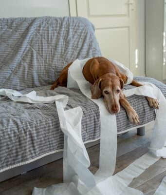 How to Keep Dogs Entertained While Home Alone How to Keep Dogs Entertained While Home Alone - Featured Image