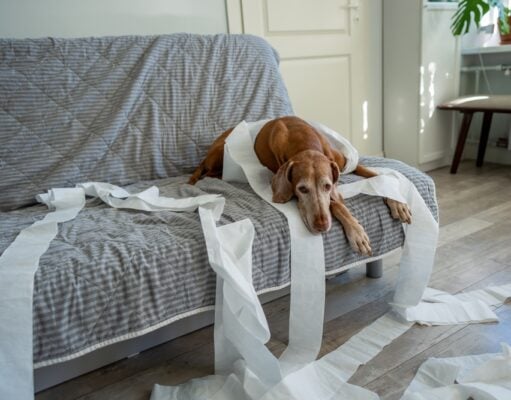 How to Keep Dogs Entertained While Home Alone How to Keep Dogs Entertained While Home Alone - Featured Image
