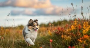 Fall Dog Name Ideas Featured Image