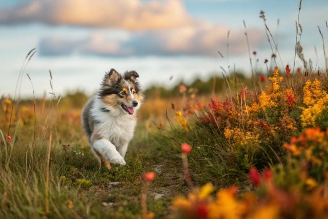 Fall Dog Name Ideas Featured Image