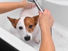 How to Bathe a Dog That Hates Water: Follow These 8 Tips! How to Bathe a Dog That Hates Water - Featured Image