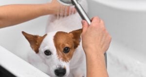How to Bathe a Dog That Hates Water: Follow These 8 Tips! How to Bathe a Dog That Hates Water - Featured Image