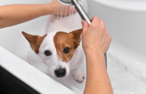 How to Bathe a Dog That Hates Water: Follow These 8 Tips! How to Bathe a Dog That Hates Water - Featured Image