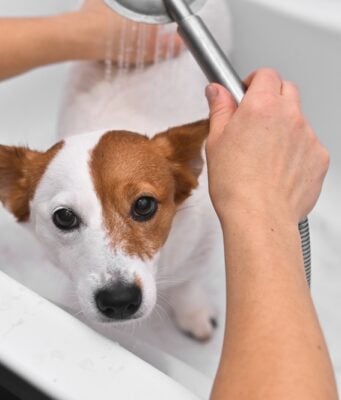 How to Bathe a Dog That Hates Water: Follow These 8 Tips! How to Bathe a Dog That Hates Water - Featured Image