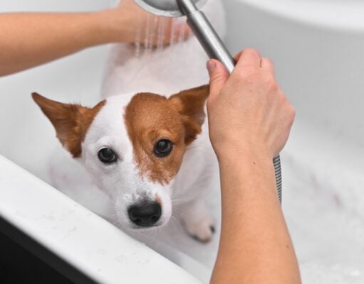 How to Bathe a Dog That Hates Water: Follow These 8 Tips! How to Bathe a Dog That Hates Water - Featured Image