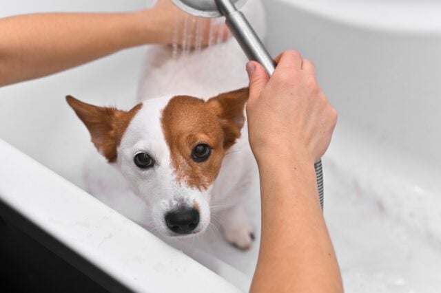 Jack,Russell,The,Dog,Is,Bathing,In,The,Bathtub How to Bathe a Dog That Hates Water - Featured Image