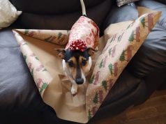 Dog Holiday Gift-Wrapping Safety Tips & Ideas Dog Holiday Gift-Wrapping Tips Featured Image