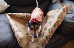 Dog Holiday Gift-Wrapping Safety Tips & Ideas Dog Holiday Gift-Wrapping Tips Featured Image