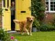 Dog Bolting: Why Dogs Suddenly Run Off and How to Stop It Dog Bolting Featured Image